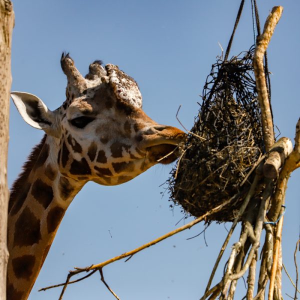 Paignton Zoo Meet and Feed the Giraffes with Entry Tickets for Two